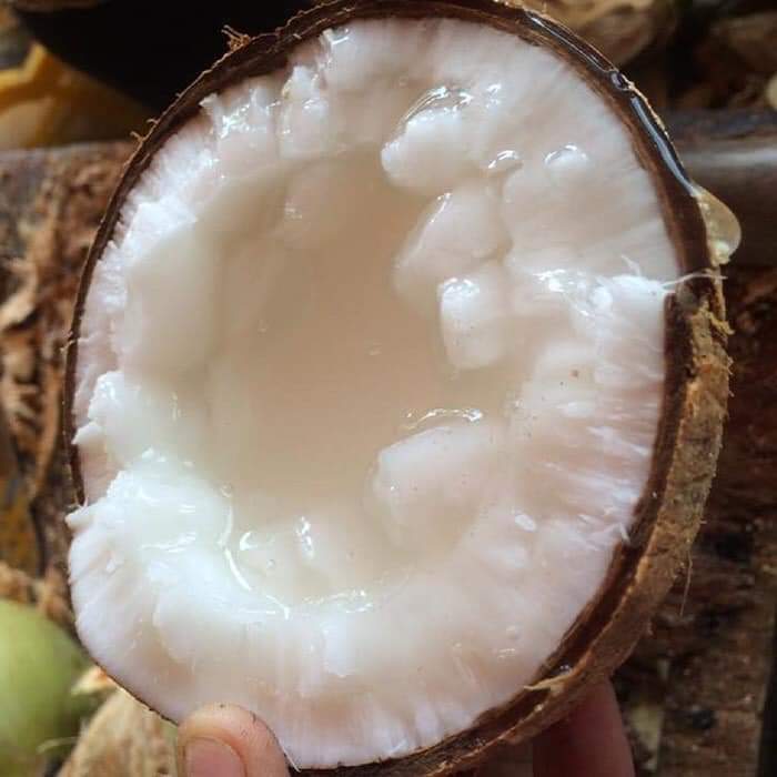 Dừa sáp Đặc Sản Trà Vinh