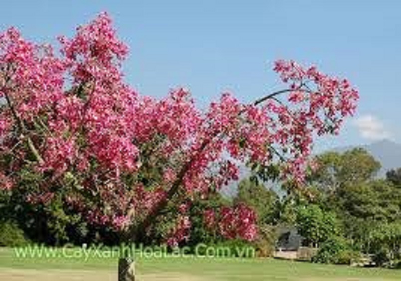 CÂY GIỐNG HOA MỸNHÂN ( Cây Gạo Hồng)