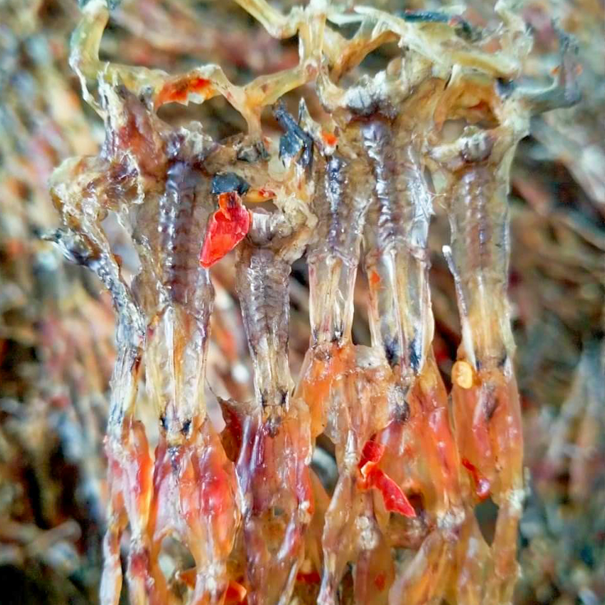 100gr Khô Nhái Cơm Vùng 7 Núi  An Giang Tẩm Ướp Tỏi Ớt Gia Vị Vừa Ăn Dễ Chế Biến Thơm Ngon