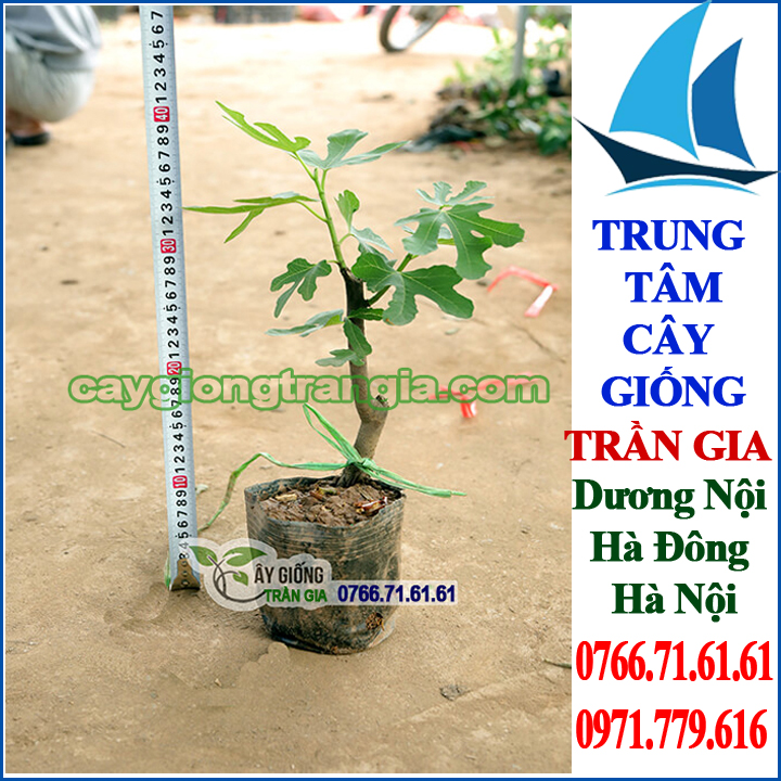 Giống Cây Sung Mỹ