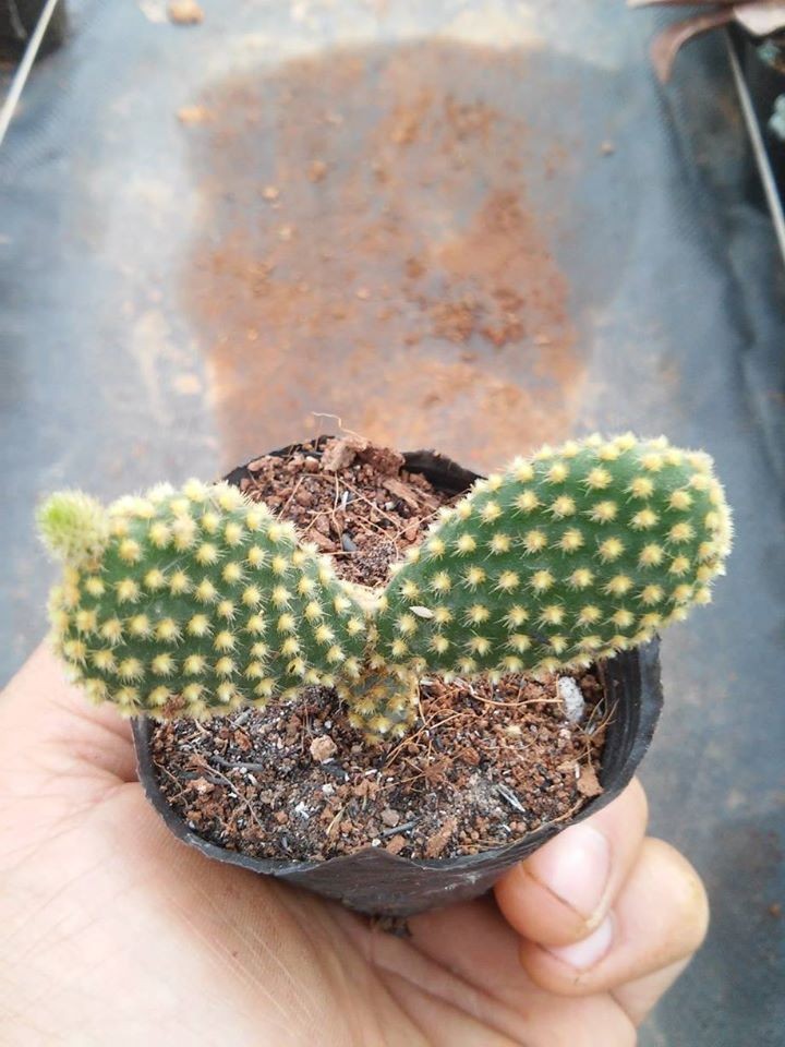 Chậu cây Xương Rồng Tai Thỏ