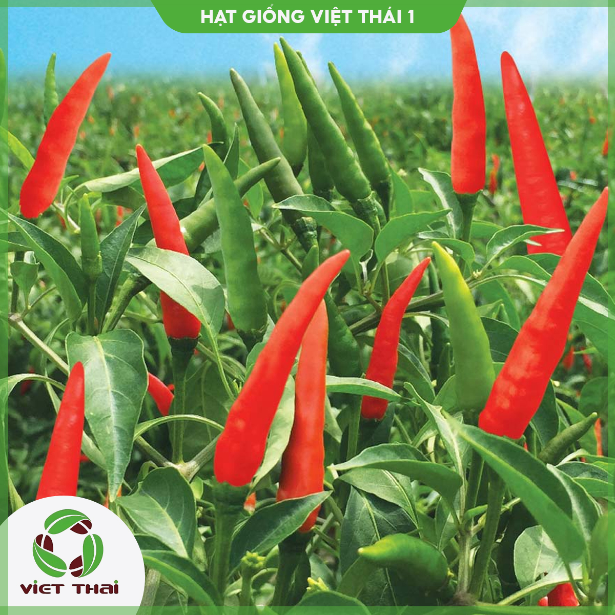 Hạt giống ớt chỉ thiên lai f1 tn - hgvt1