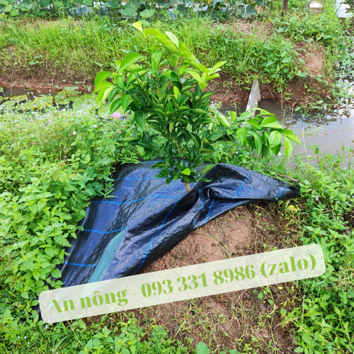 Combo 10 Tấm Bạt Phủ  Chống Cỏ 1.2M x 1.2M (Hàng Dày 120g, Tặng Kèm 5 Ghim/Tấm)