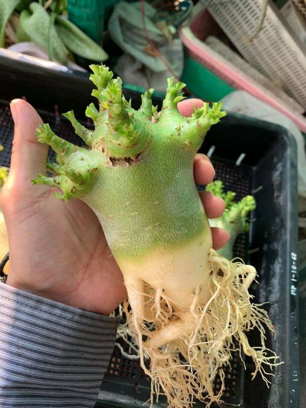 Gói 10 hạt hoa sứ kim tự tháp MKMK