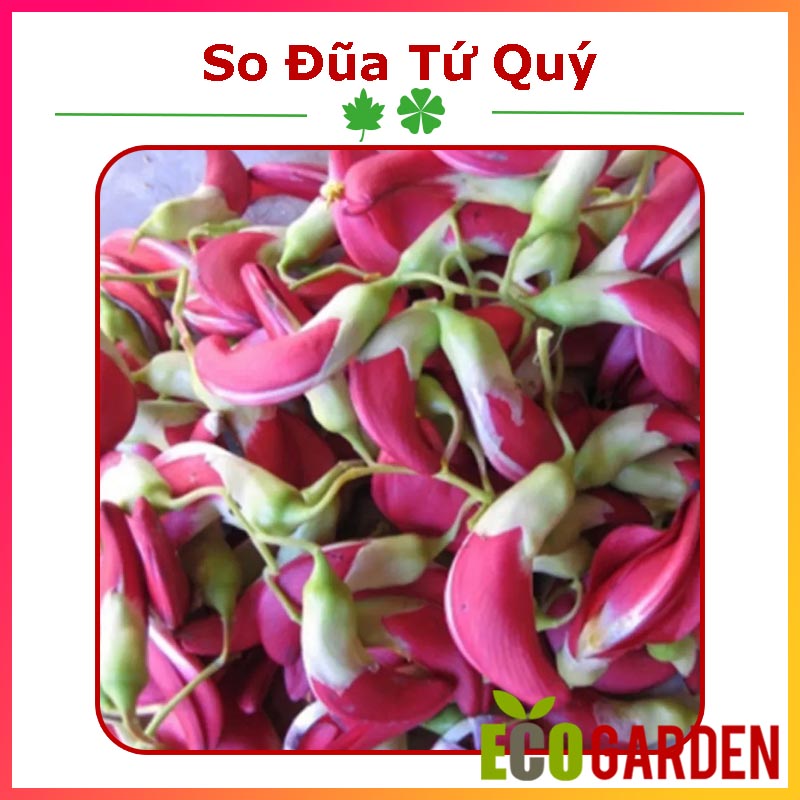 Hạt giống cây so đũa tứ quý thái bông đỏ