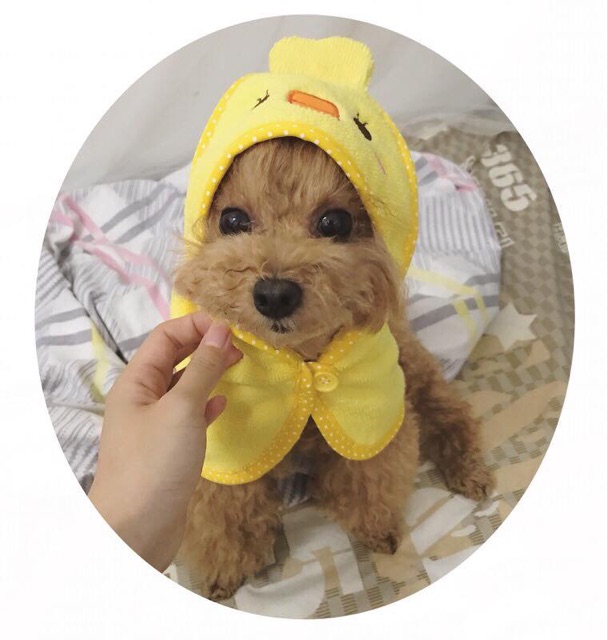Khăn choàng che nắng, che mưa cho cún mèo🐾🐩🐶😽