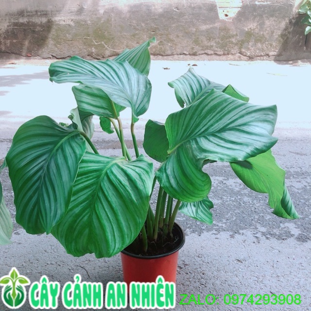 Cây đuôi công táo xanh