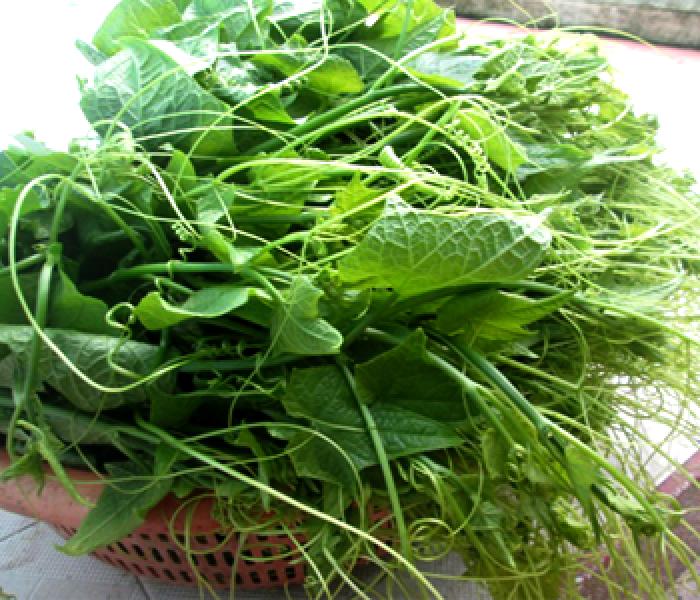 20Gr Hạt Giống Bí Siêu Ngọn (A5.103| W20*W61*M107)