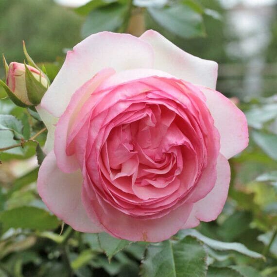 Hoa hồng bụi Mini Eden Rose - say hoa