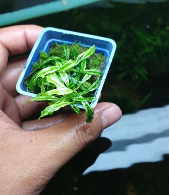 [Hoàn Tiền 10%] Cây Ráy Lưỡi Hổ Cẩm Thạch