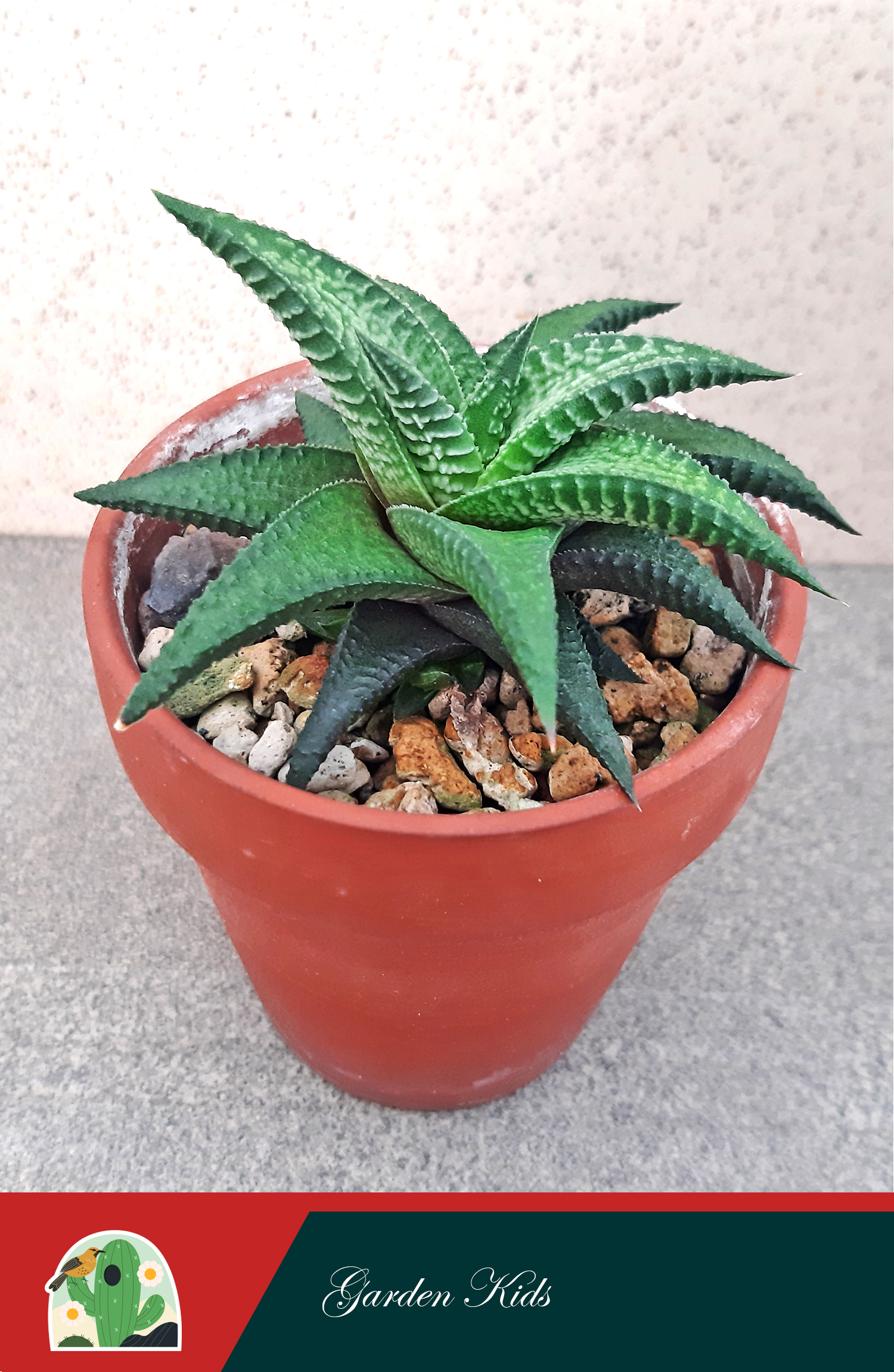 Cây móng rồng (Haworthia Limifolia)