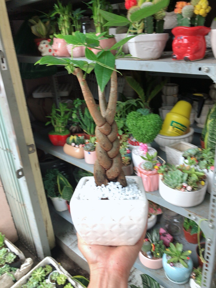 Chậu kim ngân thắt bím 3 thân
