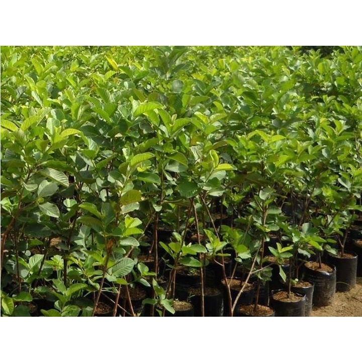 Cây Giống ổi không hạt MT1 (có bảo hành)