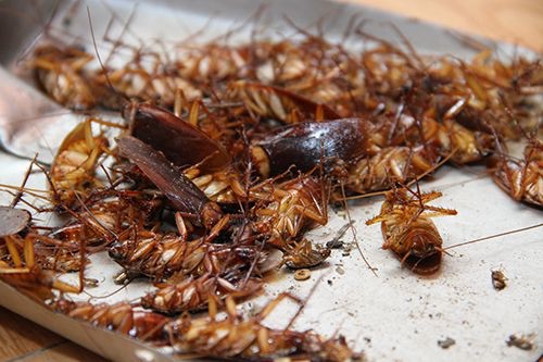 Bả diệt sạch gián chết nhanh tận ổ (gián có ăn là có chết)