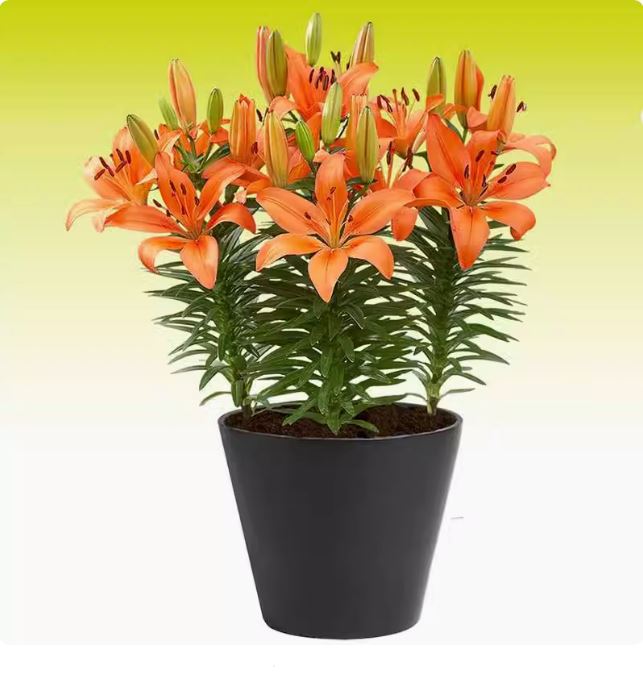 Combo 5 củ giống hoa ly ly hoa màu cam - hoa trồng chơi tết