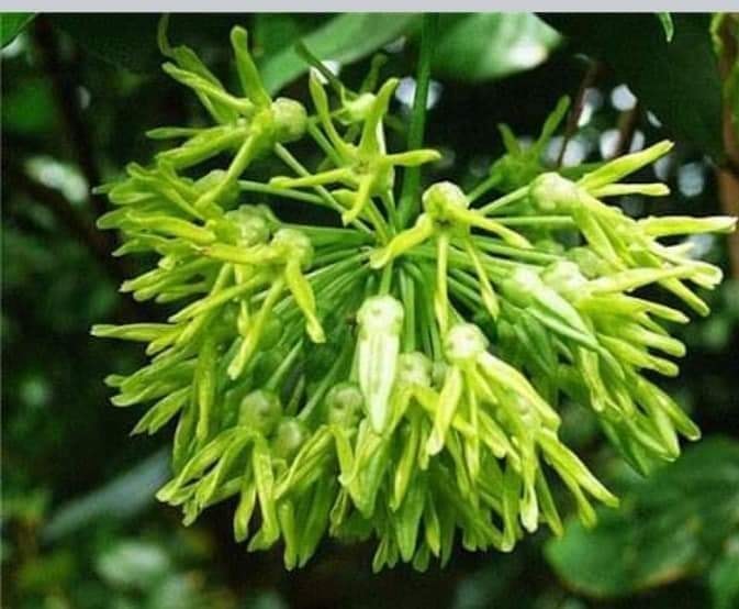 Cây giống hoa thiên lý