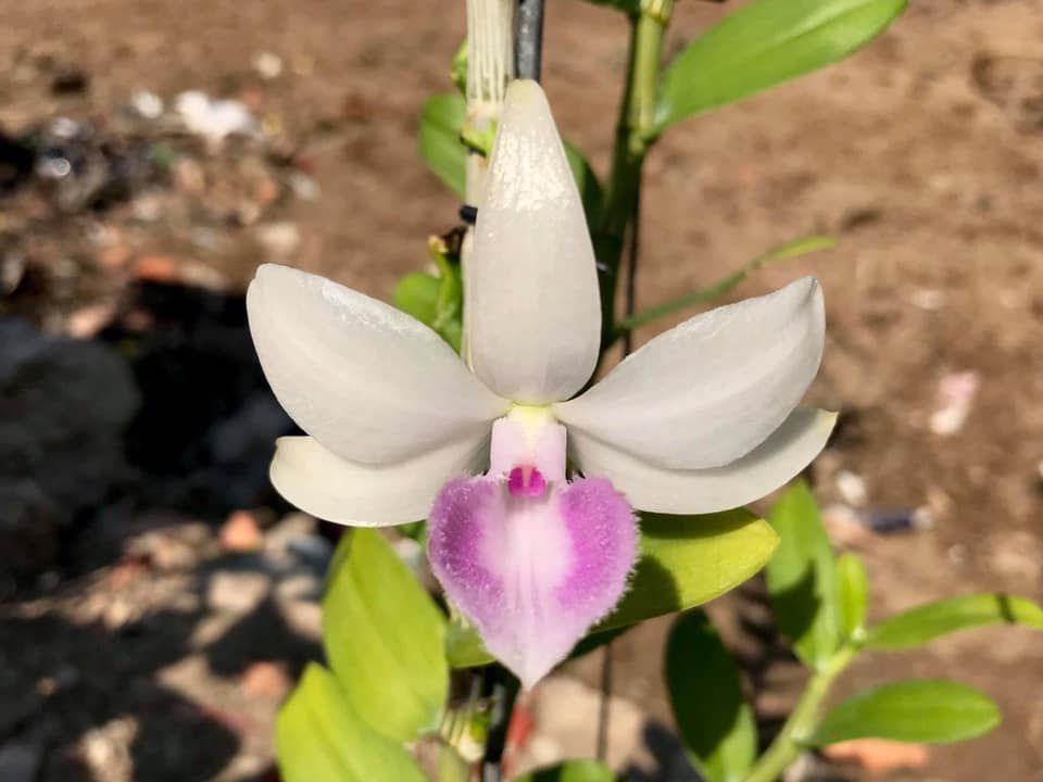 1 CỐC PHI ĐIỆP 5CT NHA TRANG