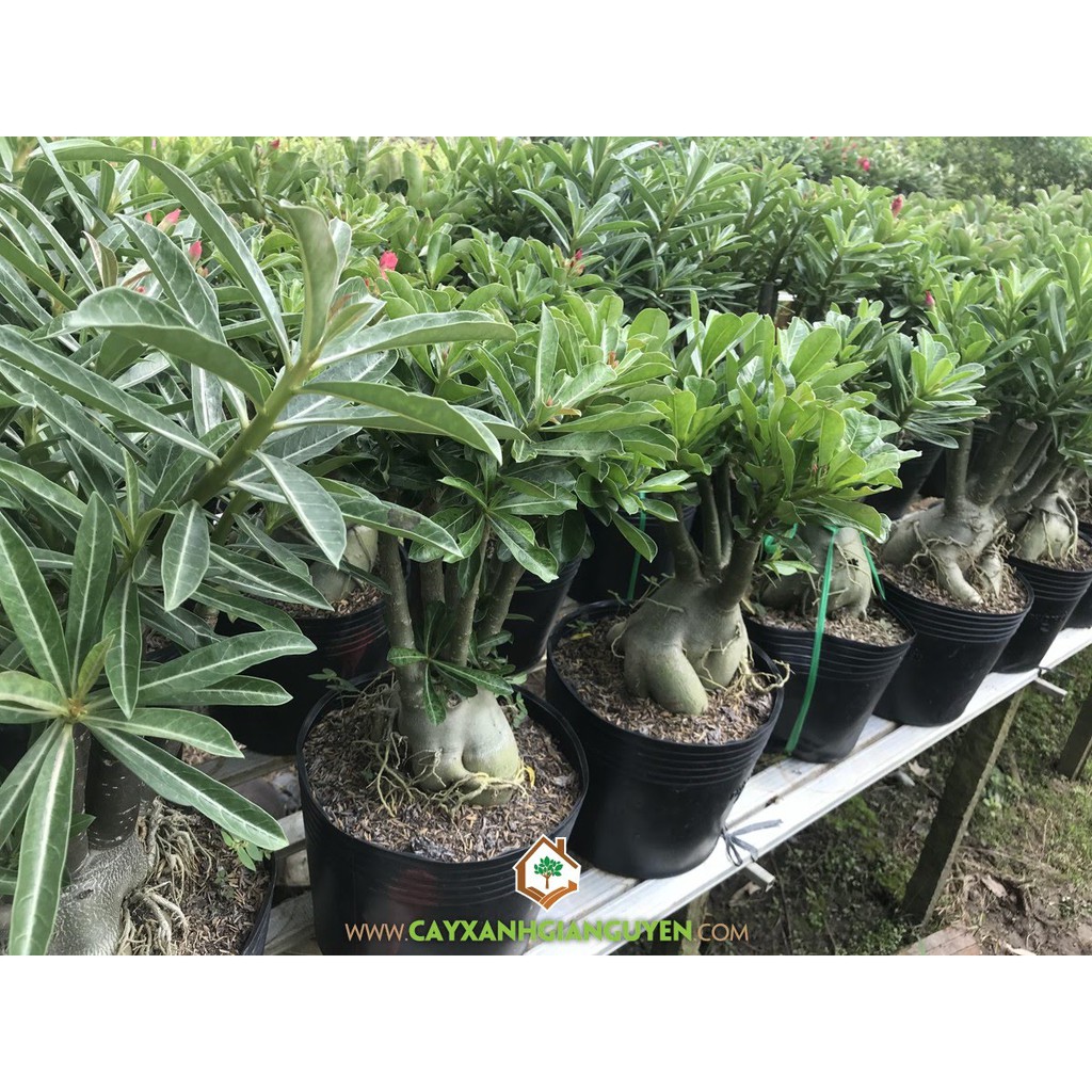 Chậu Cây Hoa Sứ Thái