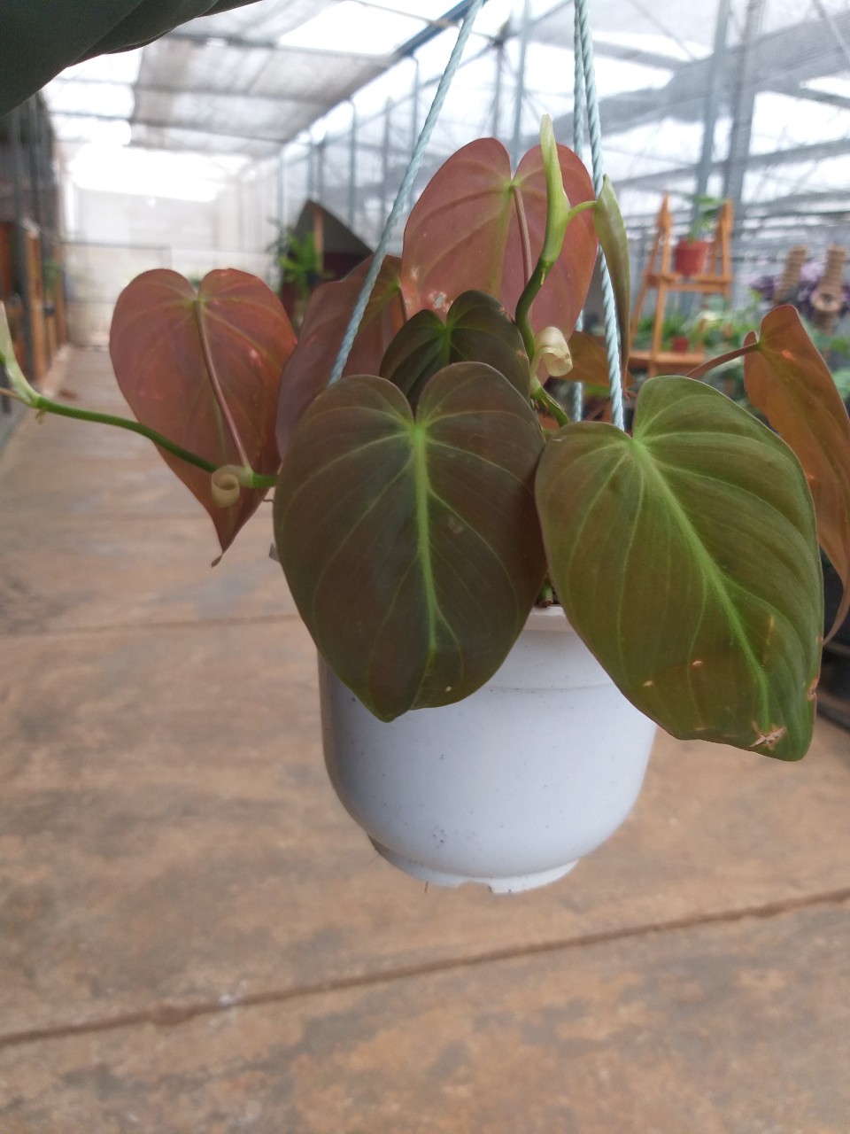 Trầu bà mican - Philodendron micans