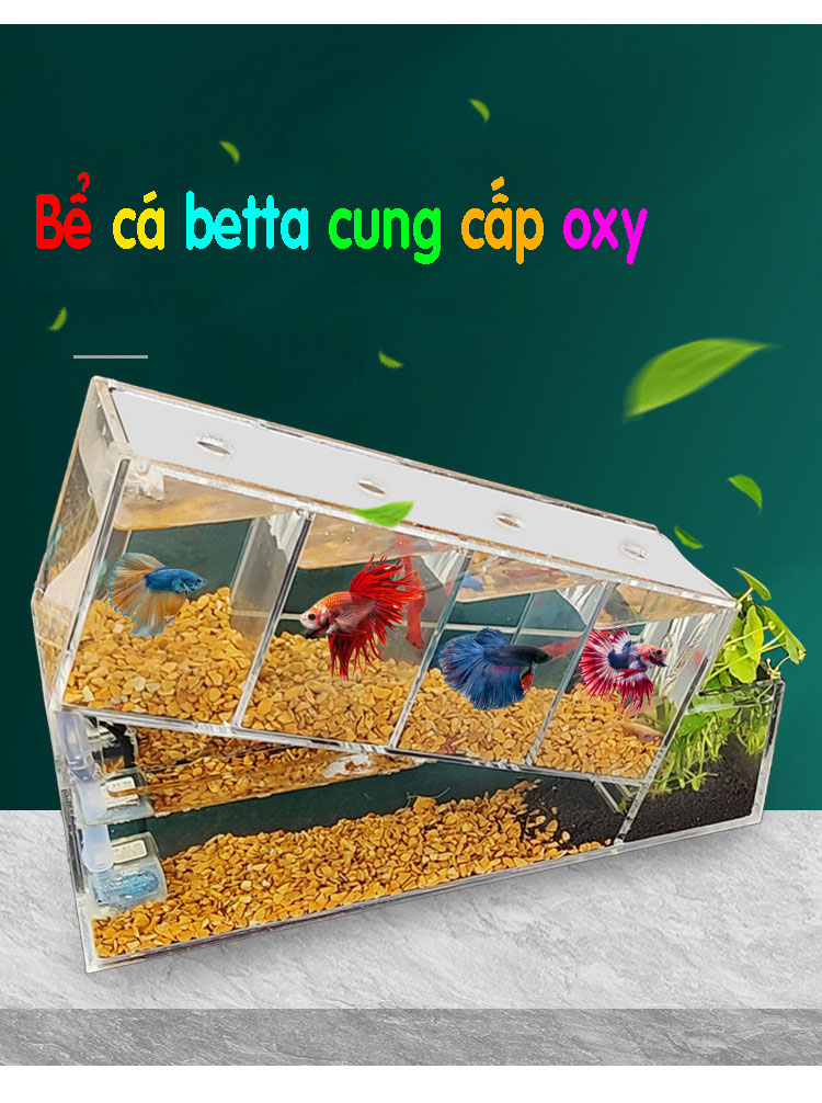 Bể cá betta acrylic đặc biệt kết cấu chéo