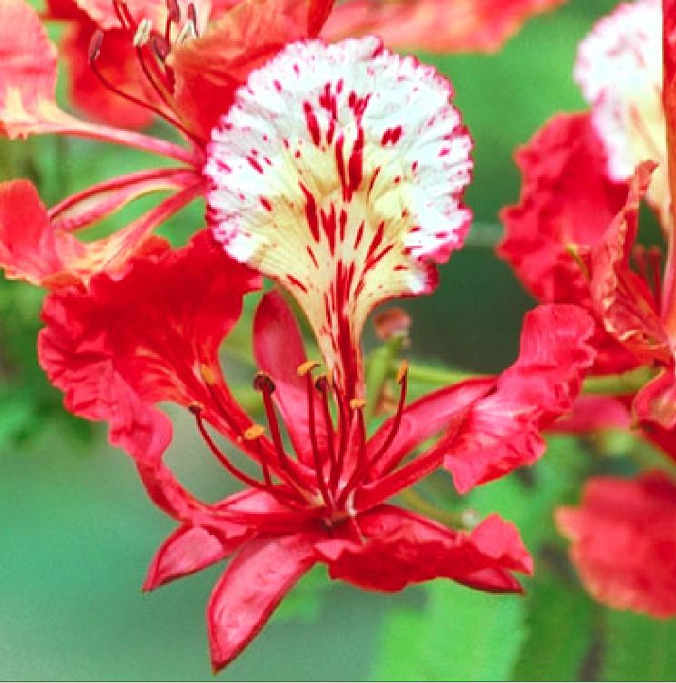 "Gói 5 "Hạt giống hoa phượng vĩ đỏ [Seeds]