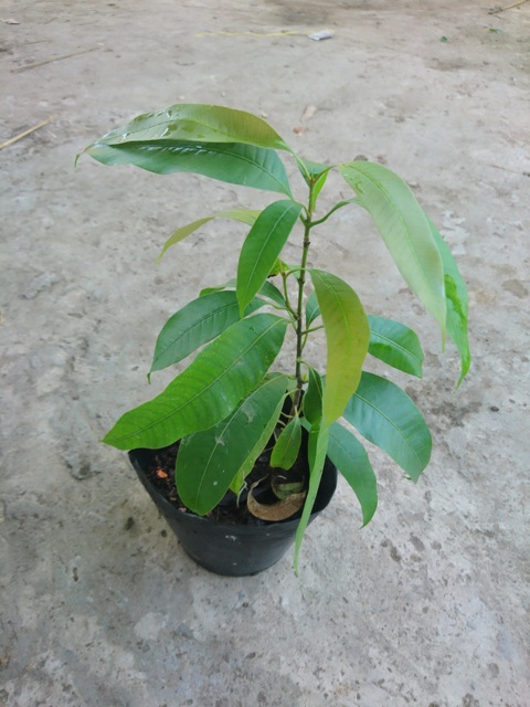 Cây thanh trà ngọt