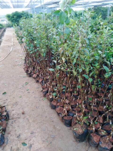 Cây Giống Táo Đỏ.( Nhập Khẩu Nguyên Cây)