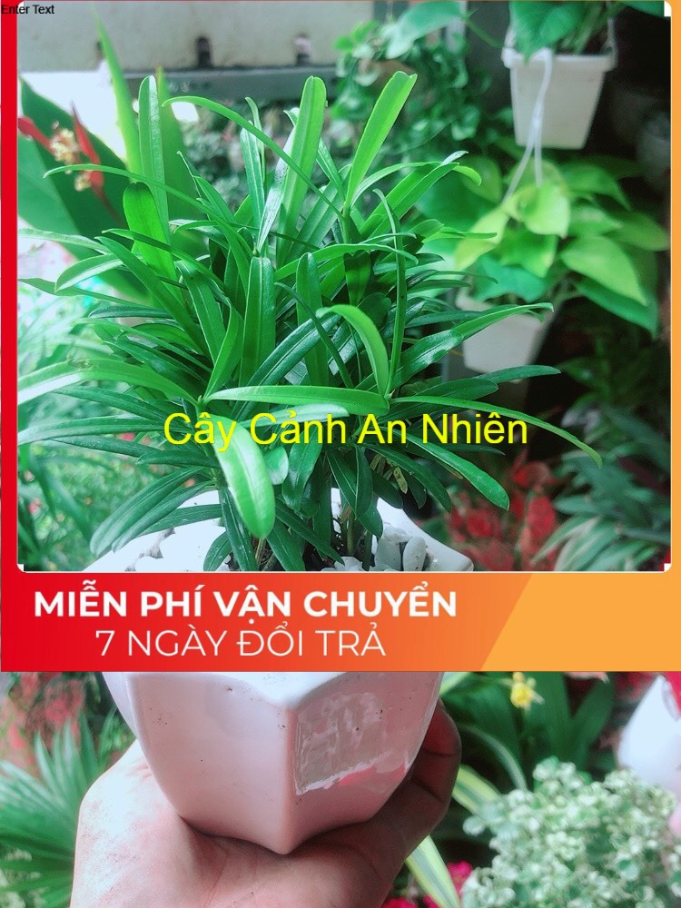 Chậu cây tùng vạn niên