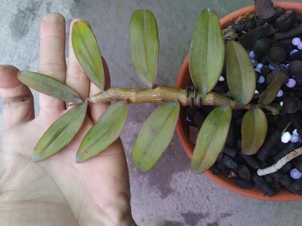 Phi điệp Hồng Minh Châu. mầm to khỏe ấm chậu