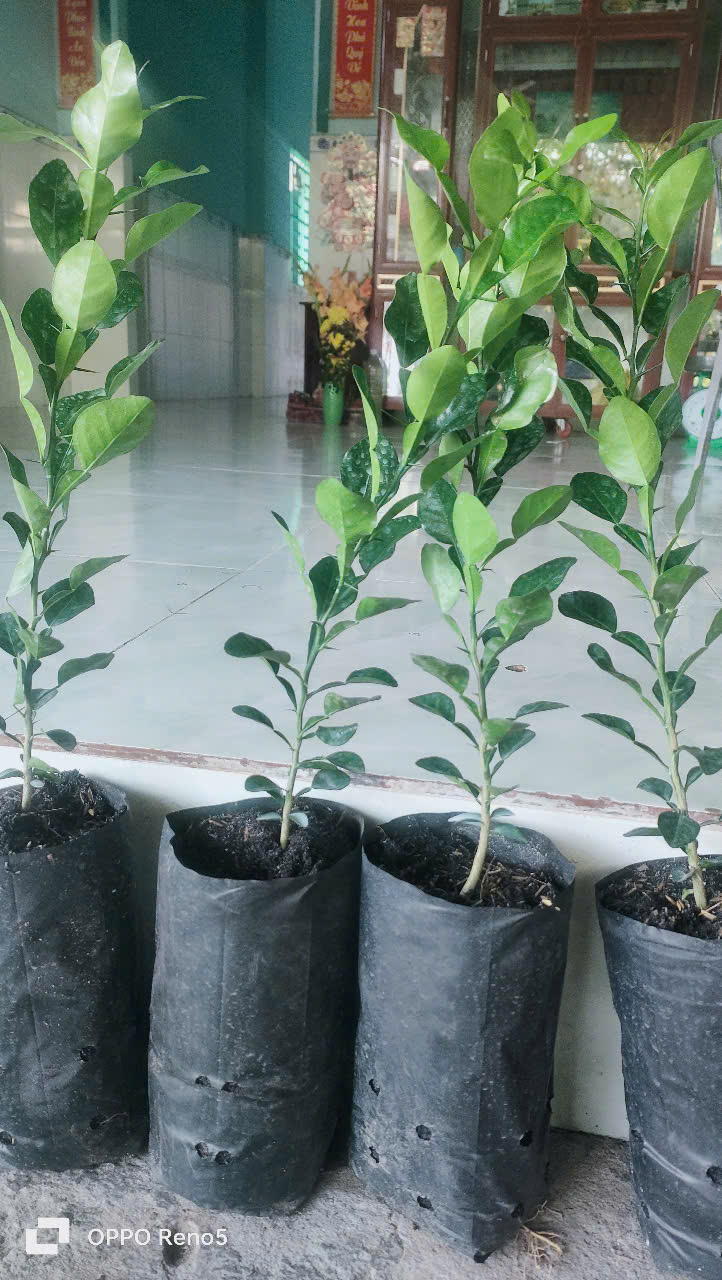 Chanh thái. Cây chúc.10 CÂY ĐẸP. 500K