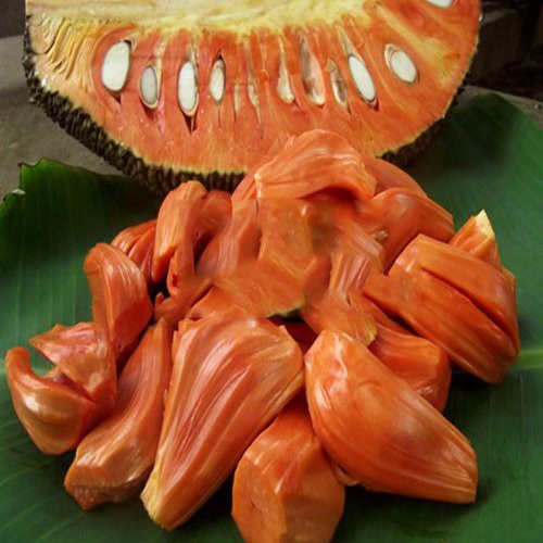 Cây giống mít ruột đỏ sơ đỏ quả thơm ngọt