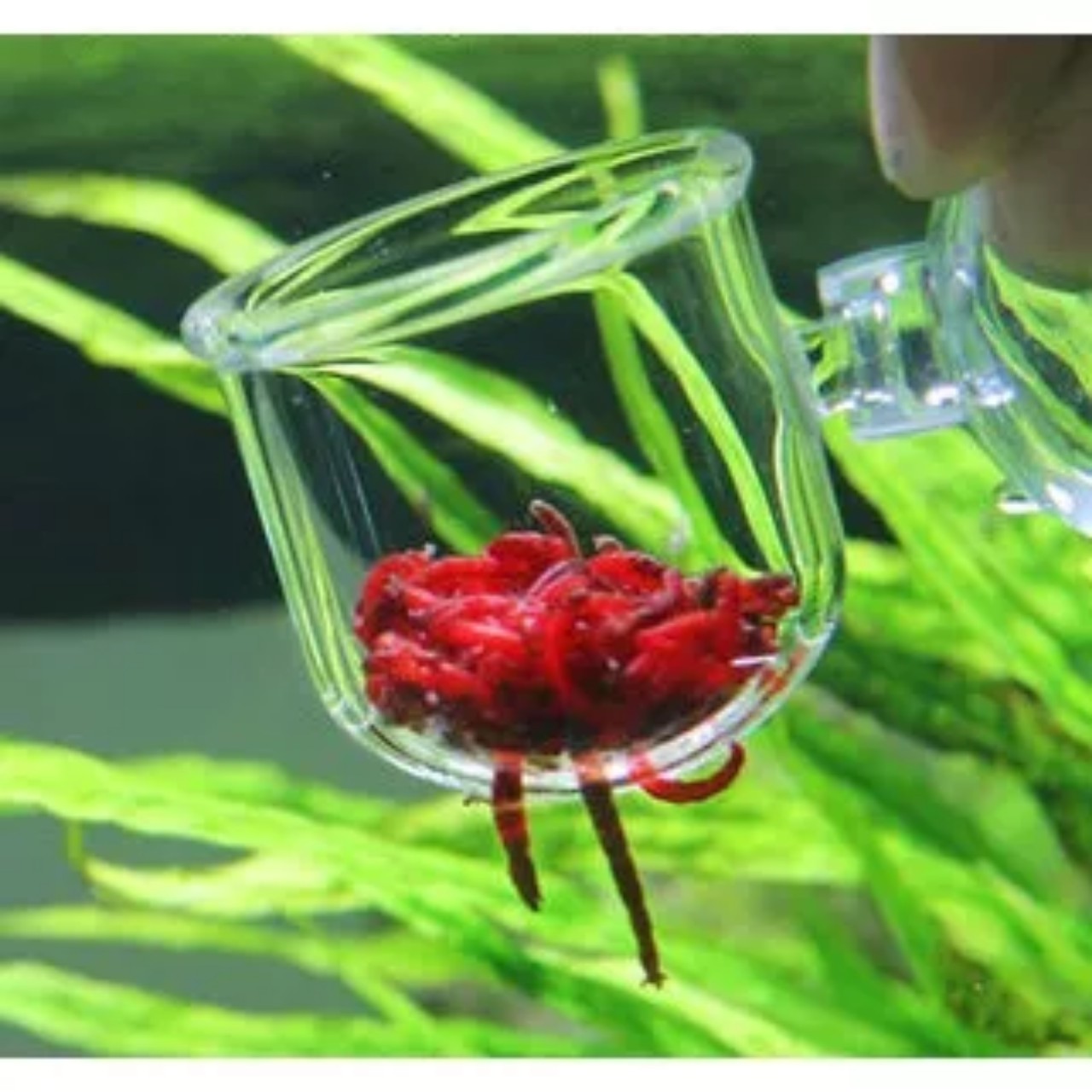 Cốc đựng trùn cho cá Cảnh - Cốc đựng có hít kính