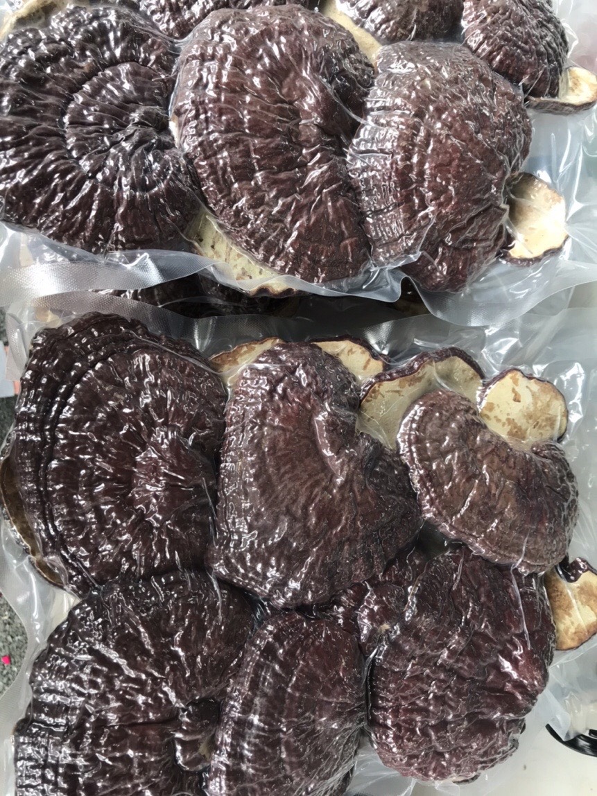 Nấm Linh chi 200g sấy hút chân không (Reishi mushroom)