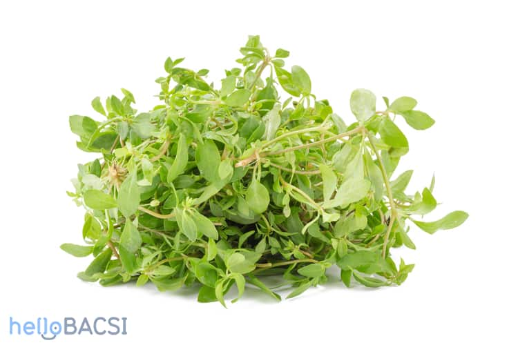 Hạt giống rau đắng đất - (Gói 0.1gram)