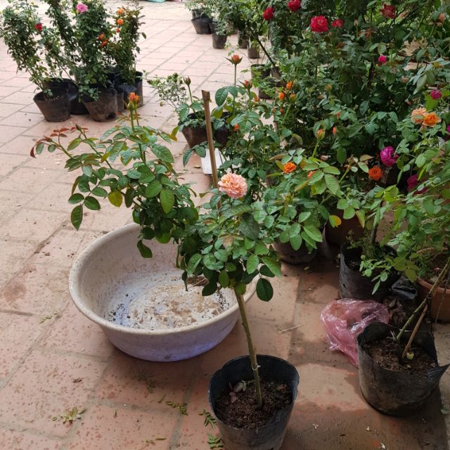Cây hoa hồng thân gỗ ( tree rose cực đẹp )
