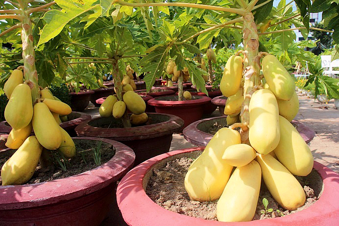 CÂY ĐU ĐỦ VÀNG SIÊU TRÁI