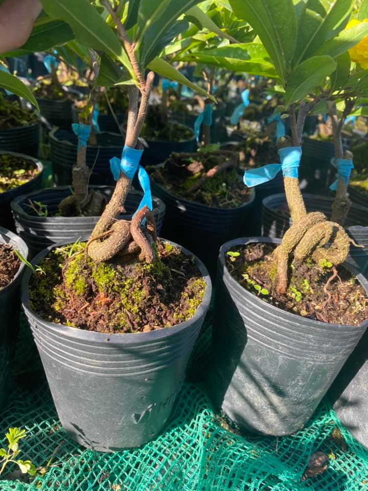Mai Cúc Thọ Hương Bonsai Mini