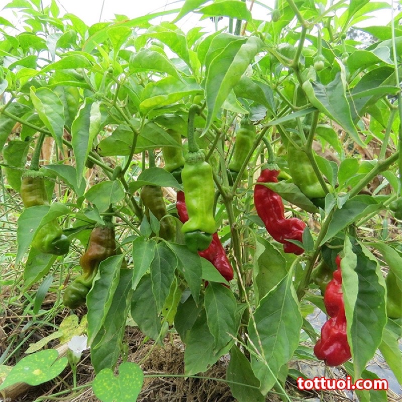 #Hạt_giống_ớt_cu_tý_siêu_quả (tặng kèm phân bón và thuốc kích mầm)