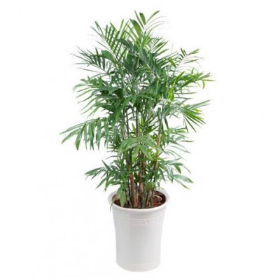 CÂY CAU HAWAI , CÂY NỘI THẤT, CÂY VƯỢNG PHONG THỦY MANG LẠI MAY MẮN