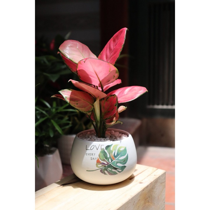 Cây như ý ( cây vạn lộc, cây thịnh vượng)- cây phong thủy, cây để bàn