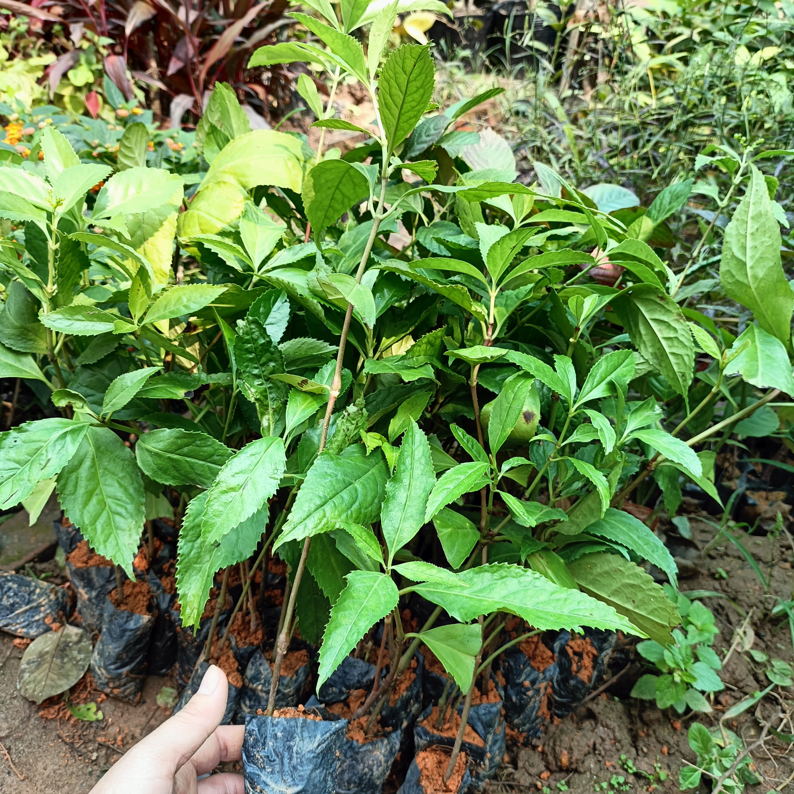 Cây giống hoa sói