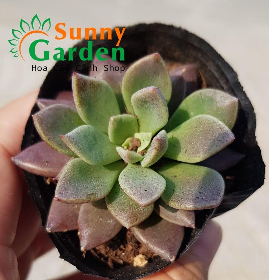 Sen Đá Mặt Trăng