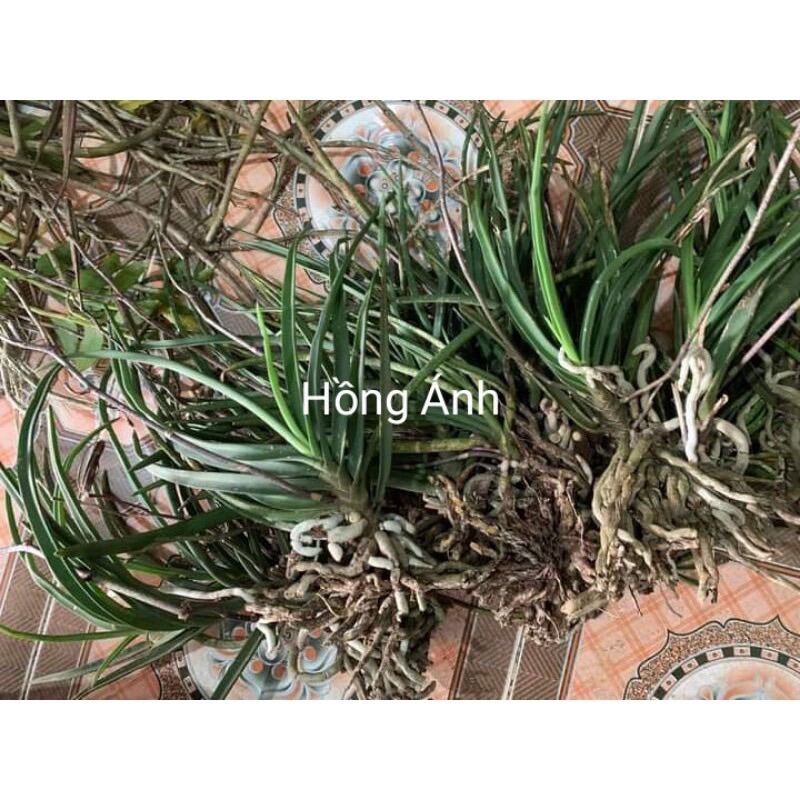 Hoa Lan tóc tiên(1 cây)