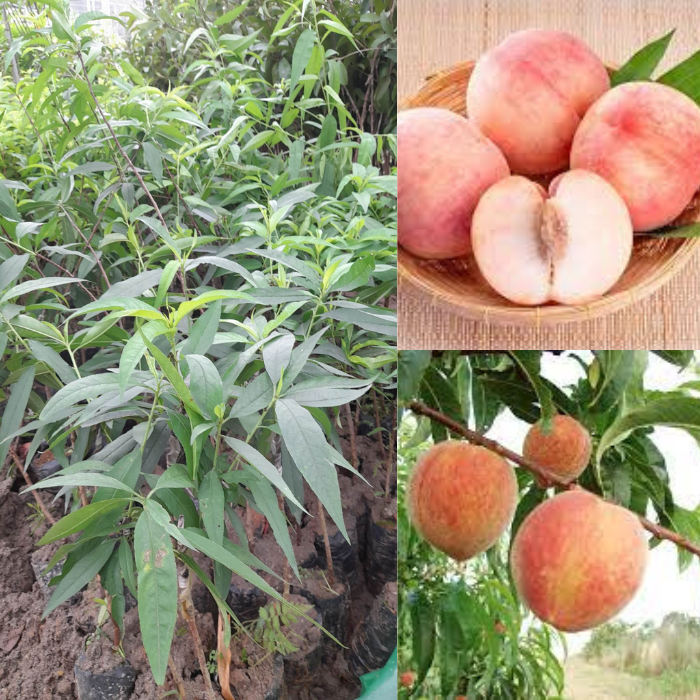 Giống Đào Nhật Tân-Cây Ăn Trái+Tặng kèm phân bón
