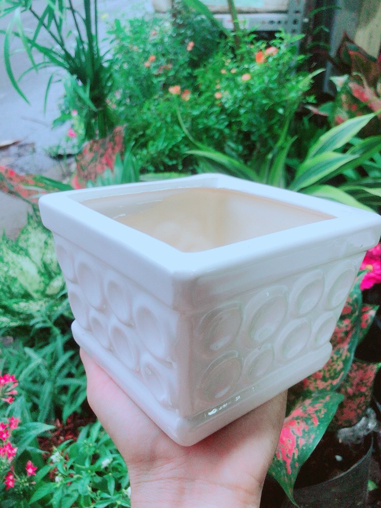 Chậu Sứ Trồng Cây 15cm