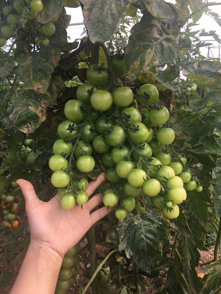 Hạt giống cà chua bi dây vàng cherry ( gói 30 hạt kèm gói kích thích hạt nảy mầm )