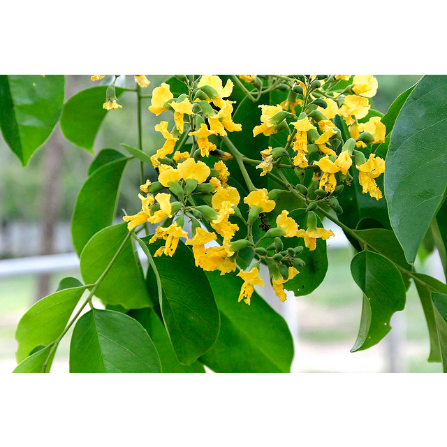 Cây giống gỗ giáng hương