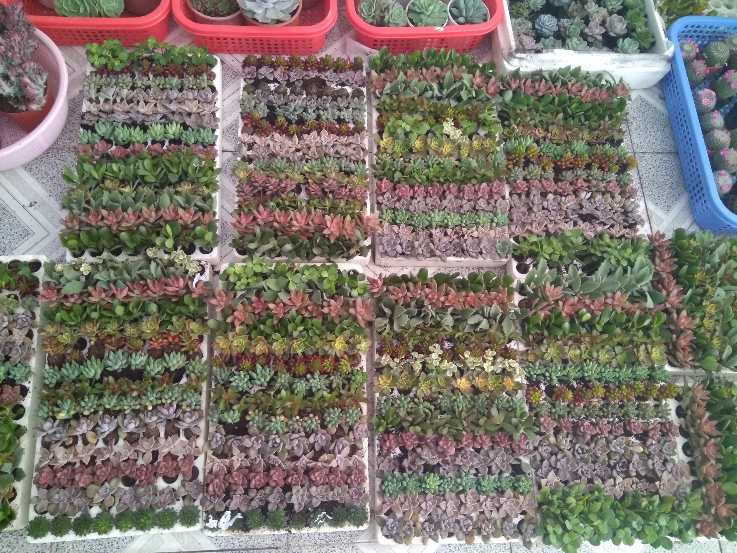 Combo 1 vỉ 100 cây sen đá (16-20 loại) -size vỉ (3-4 cm)