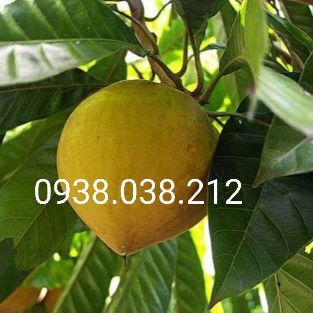 CÂY GIỐNG LÊKIMA ( CÂY TRỨNG GÀ )