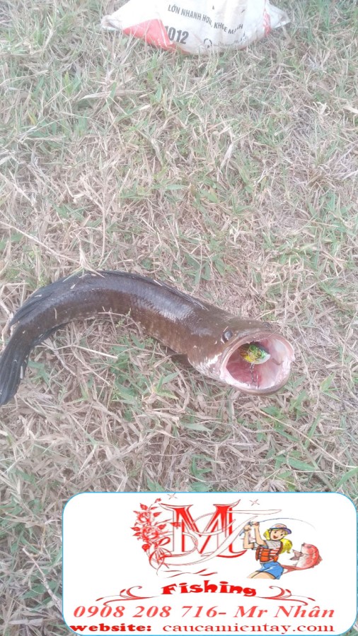 Mồi Lure Cá Lóc V5 Rất Hiệu Quả